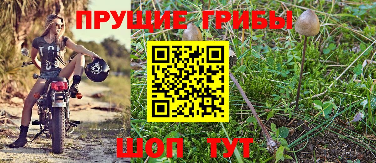 Галлюциногенные грибы Psilocybine cubensis Саратов